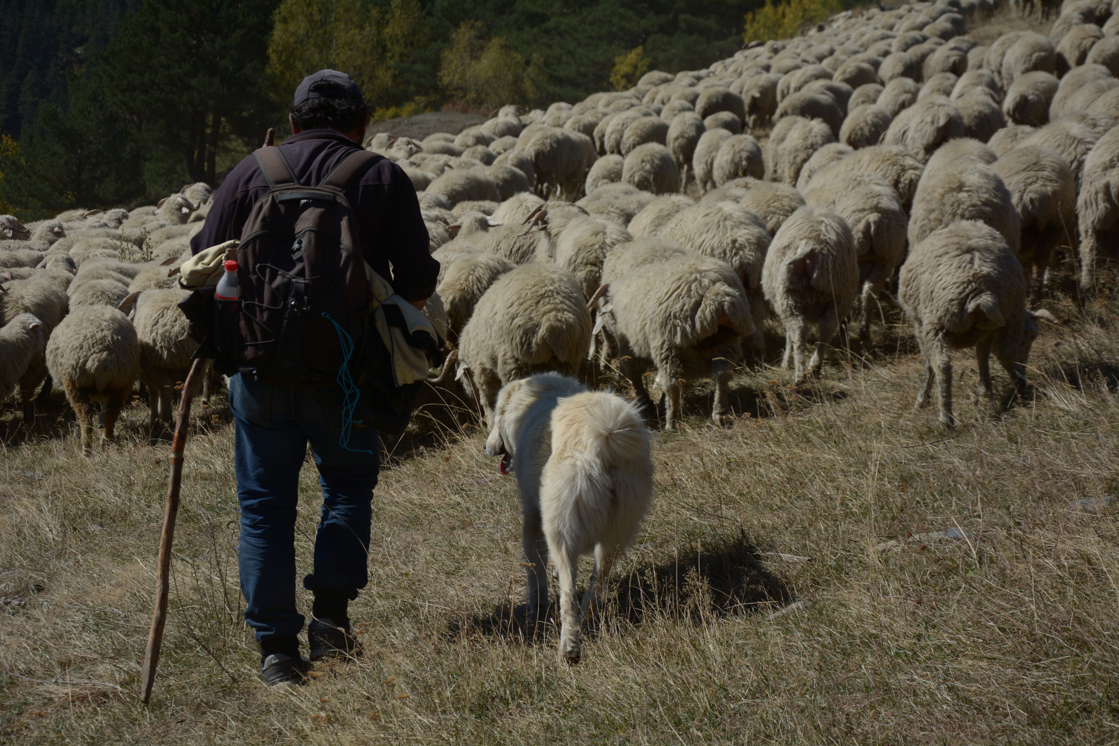 Weekend with lambs in Vashlovani