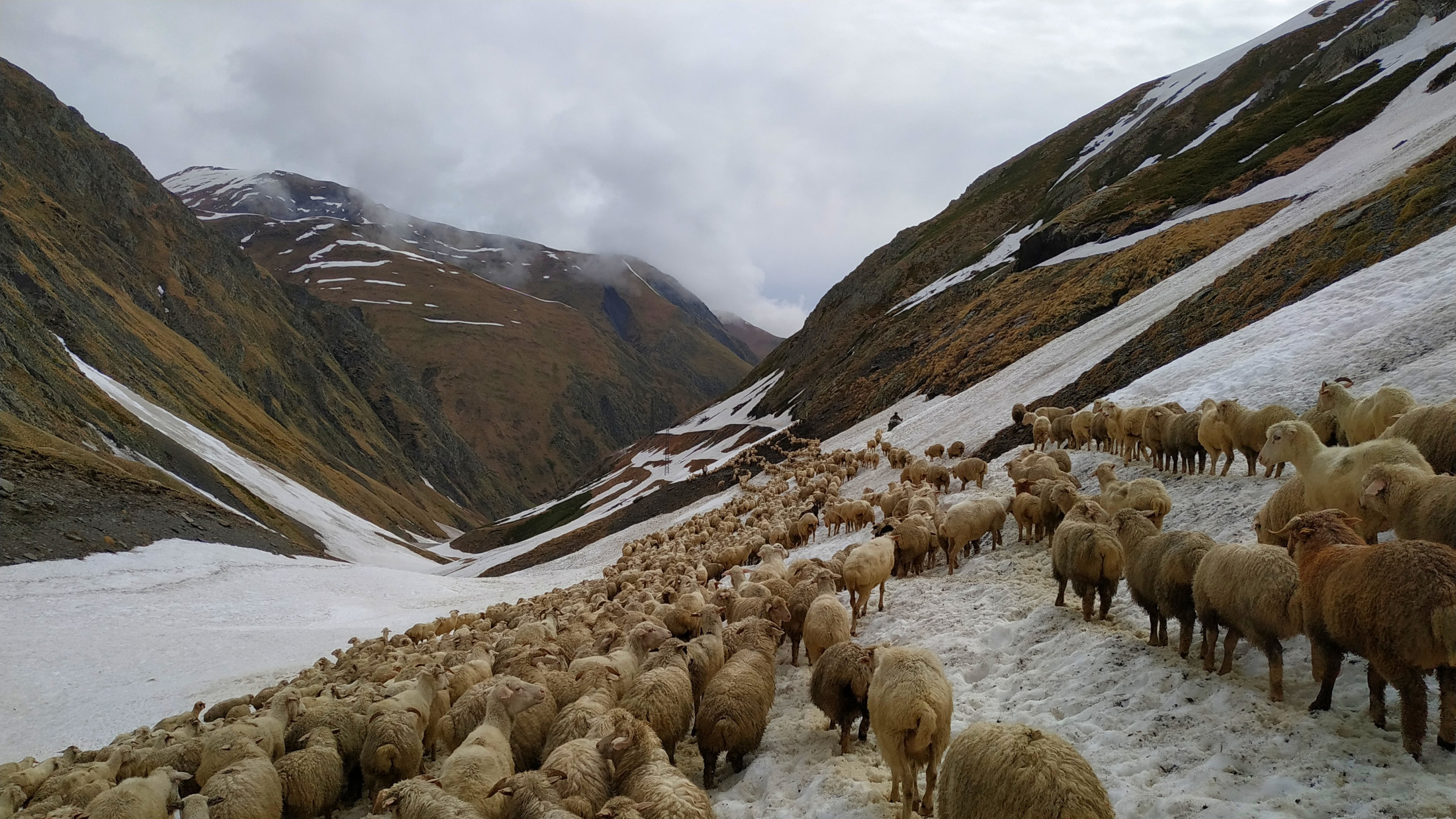 Annual spring sheep transhumance to Tusheti