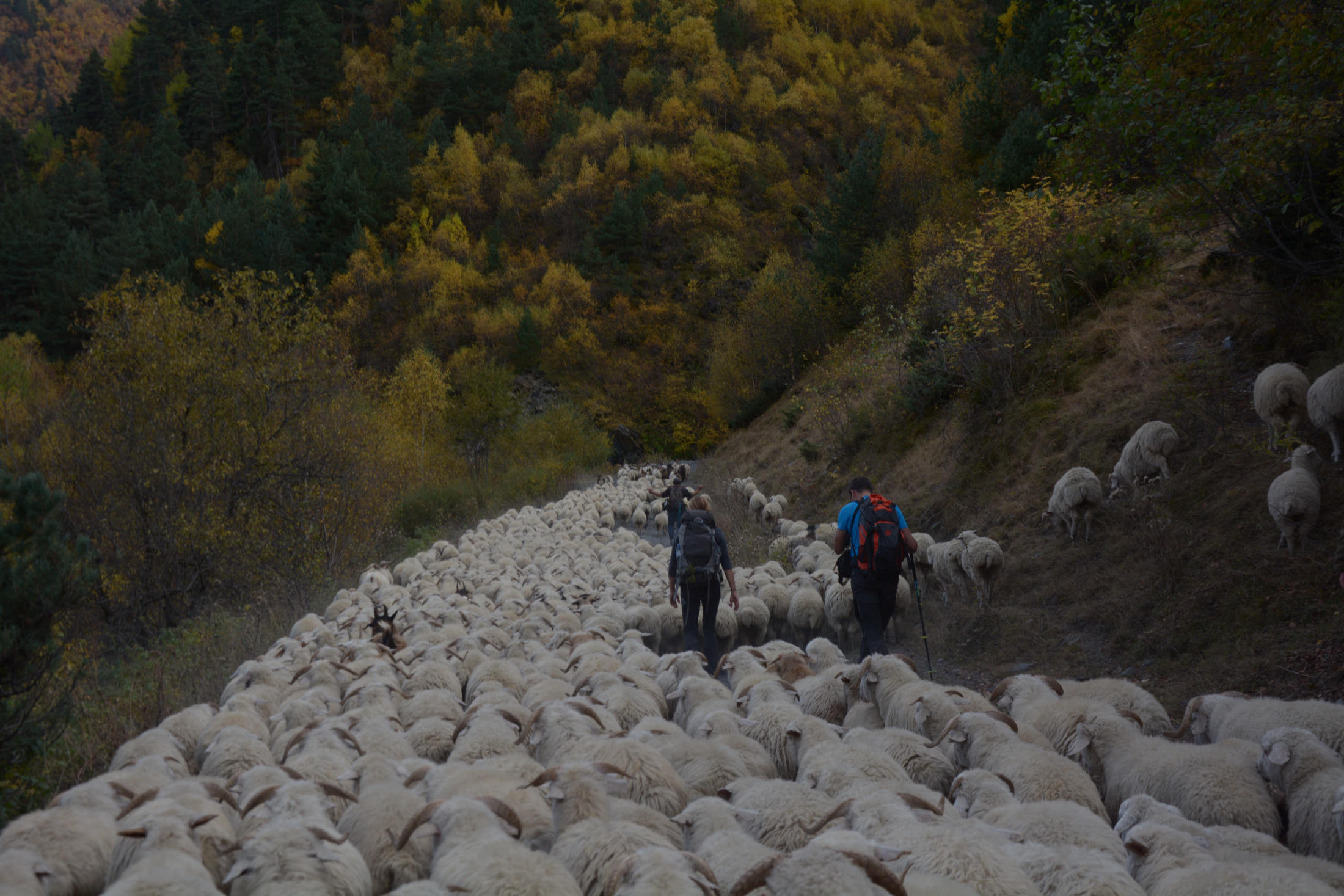 Autumn sheep drive from Tusheti to Pankisi valley